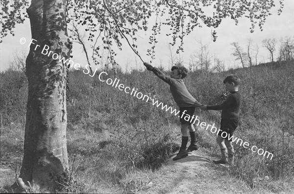 BOYS SWINGING FROM TREE